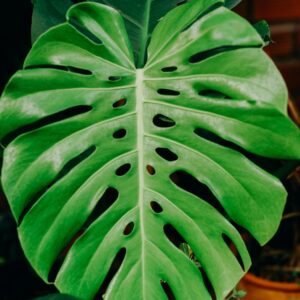 MONSTERA 7 GALLON