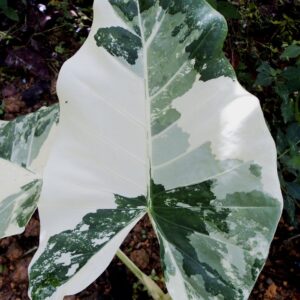 VARIGATED ALOCASIA