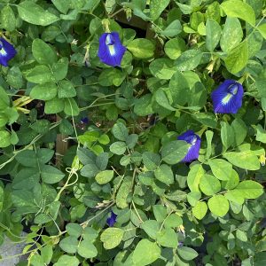 ASIAN PIGONWINGS VINE 3G