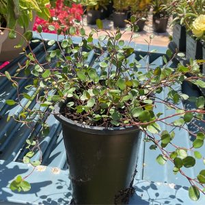 MUEHLENBECKIA 4.5