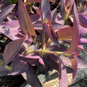 SETCREASEA / PURPLE HEART