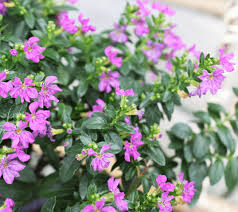 Variation #4588 of CUPHEA MEXICAN HEATHER