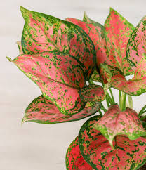 AGLAONEMA 6"
