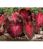 ALLOCASIA/IMPERIAL RED