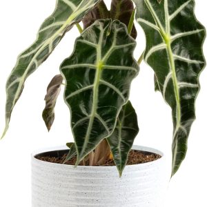 ALOCASIA AMAZONICA