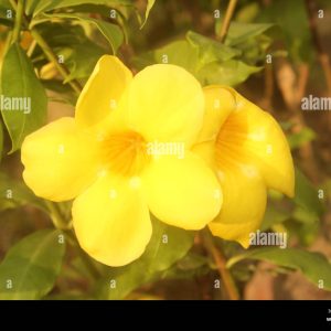 ALLAMANDA YELLOW TRUMPET