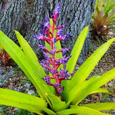 BLUE TANGO BROMELIAD