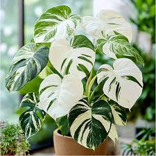 MONSTERA VARIGATED