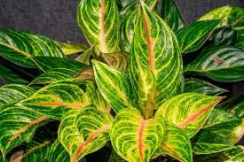 SIAM RUBY AGLANONEMA 7G