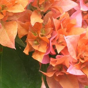 BOUGAINVILLEA / HANGING BASKET