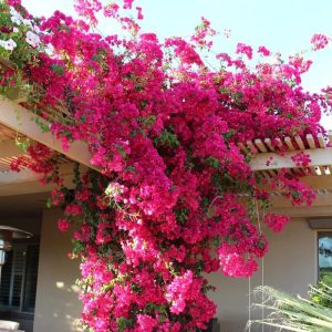 BOUGAINVILLIA 25G TRELLIS