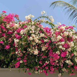 BOUGAINVILLIA 5G TRELLIS SALMON