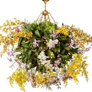 CHANDELIER ORCHID/ CUMMUNGIL