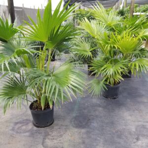 CHINESE FAN PALM 3G