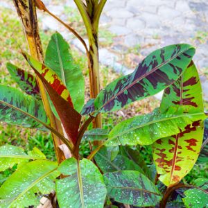 BLOOD BANANA TREE