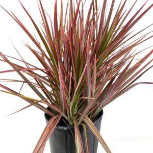 DRACAENA RED 3G