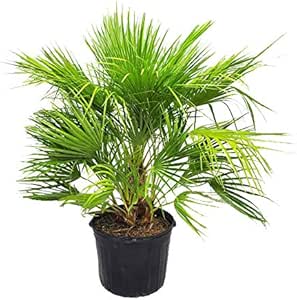 EUROPEAN FAN PALM 25G