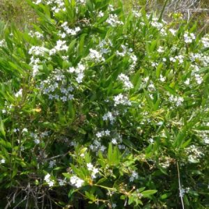 EMODIA / GOLDEN BEACH CREEPER