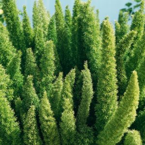 FOXTAIL FERN