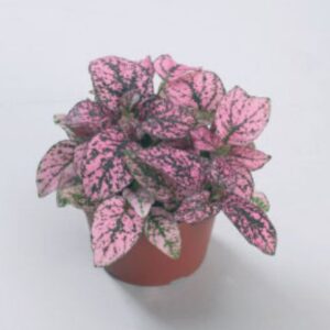 HYPOESTES