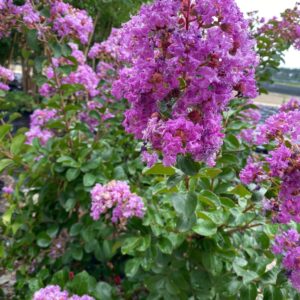 GREAT MYRTLE PURPLE 3G