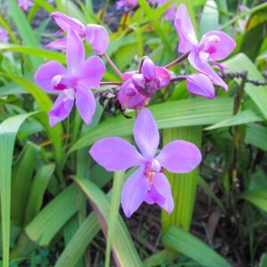 GROUND ORCHID PURPLE 3G