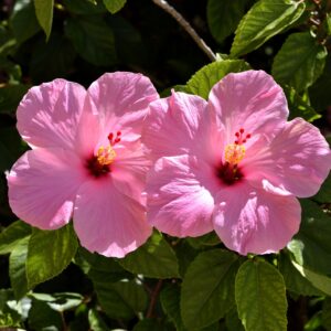 Hibiscus Tree-PINK