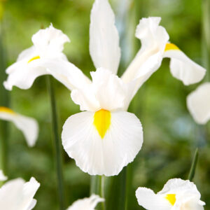 IRIS WHITE 3G