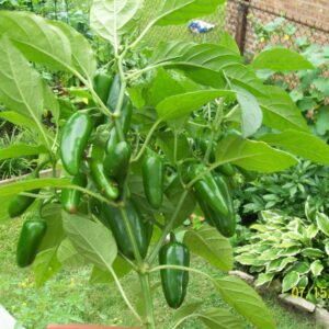 JALAPENO PEPPER