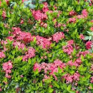 IXORA NG PINK 3G