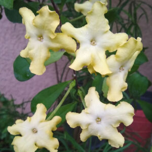 LADY OF THE NIGHT 3G