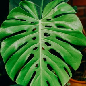 MONSTERA 7 GALLON