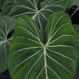 PHILODENDRON /GLORIOSUM
