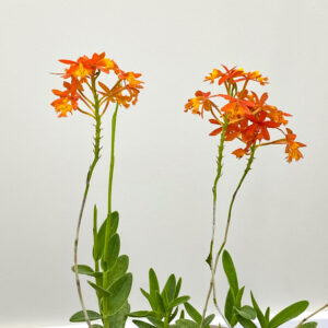 REED STEM ORCHID / EPIDENDRUM