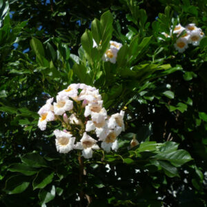 RADERMACHERA KUNMING 7G