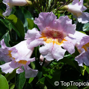 RADERMACHERA / PURPLE