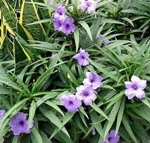 RUELLIA / 1 G