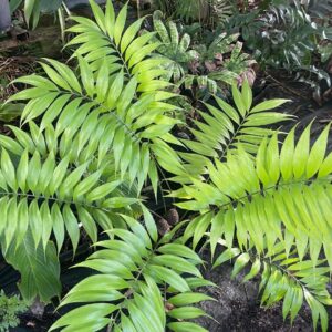 Zamia / Coontie Palm 3g