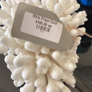WHITE FINGER CORAL