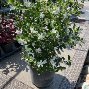 SNOW JASMINE 3G