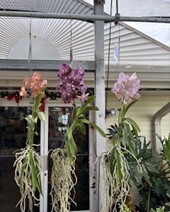 4"VANDA ORCHID