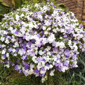 YESTERDAY,TODAY `15 GALLON