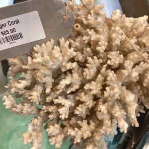 FINGER CORAL SAND