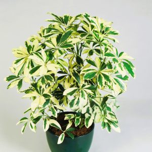 ARBEFFLERA / SCHEFFLERA