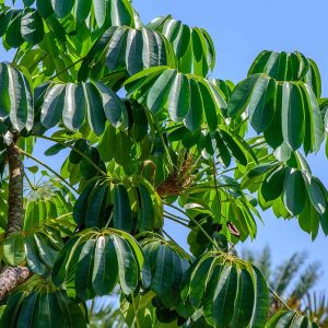 ARBORICOLA /UMBRELLA TREE
