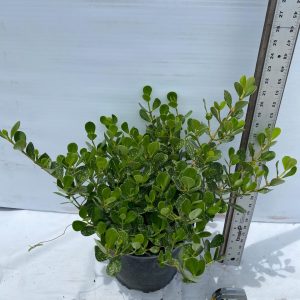 CLUSSIA NANA DWF /3G