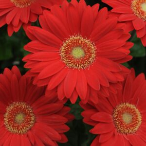 GERBERA DAISY / 5 IN P
