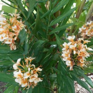 HEDYCHIUM / DR MOY