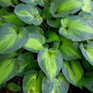 HOSTA / SUN / 4.5