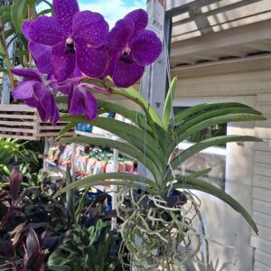 Hanging Vanda 4"